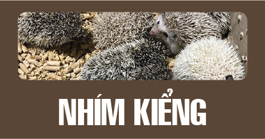 icon nhim kieng